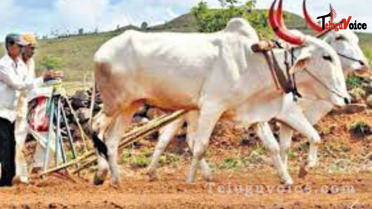 Telangana's Agricultural Exports Are Expanding Quickly.  teluguvoice