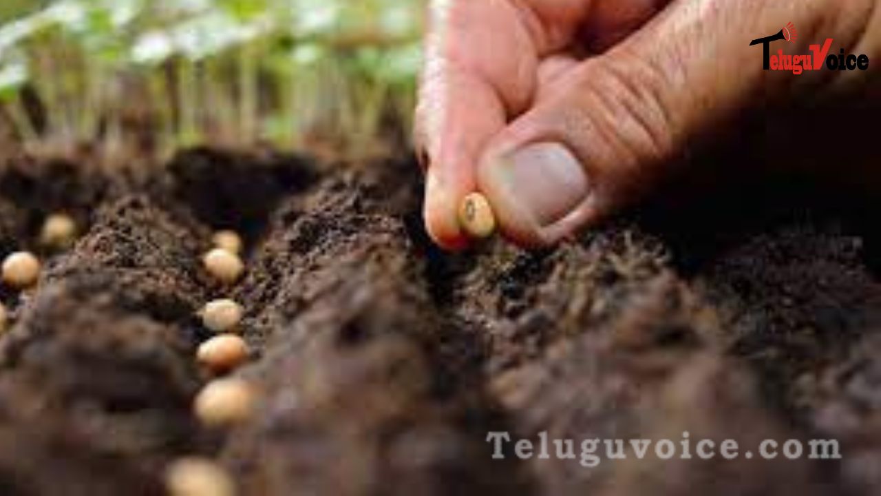 Telangana will be highlighted as a seed centre at the ISTA meeting in Washington teluguvoice