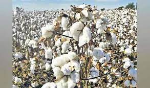 Telangana is India's third-largest cotton exporter. teluguvoice