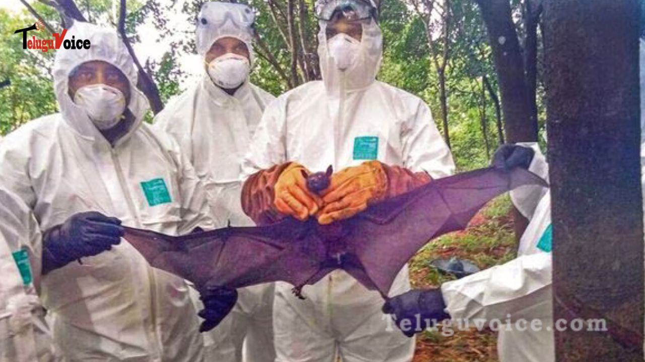 Kerala nipah is Bangladeshi with ‘high mortality rate’.  teluguvoice