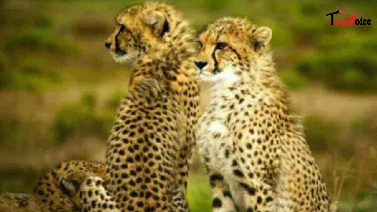 India Awaits Kenya's Green Light for New Cheetah Batch teluguvoice