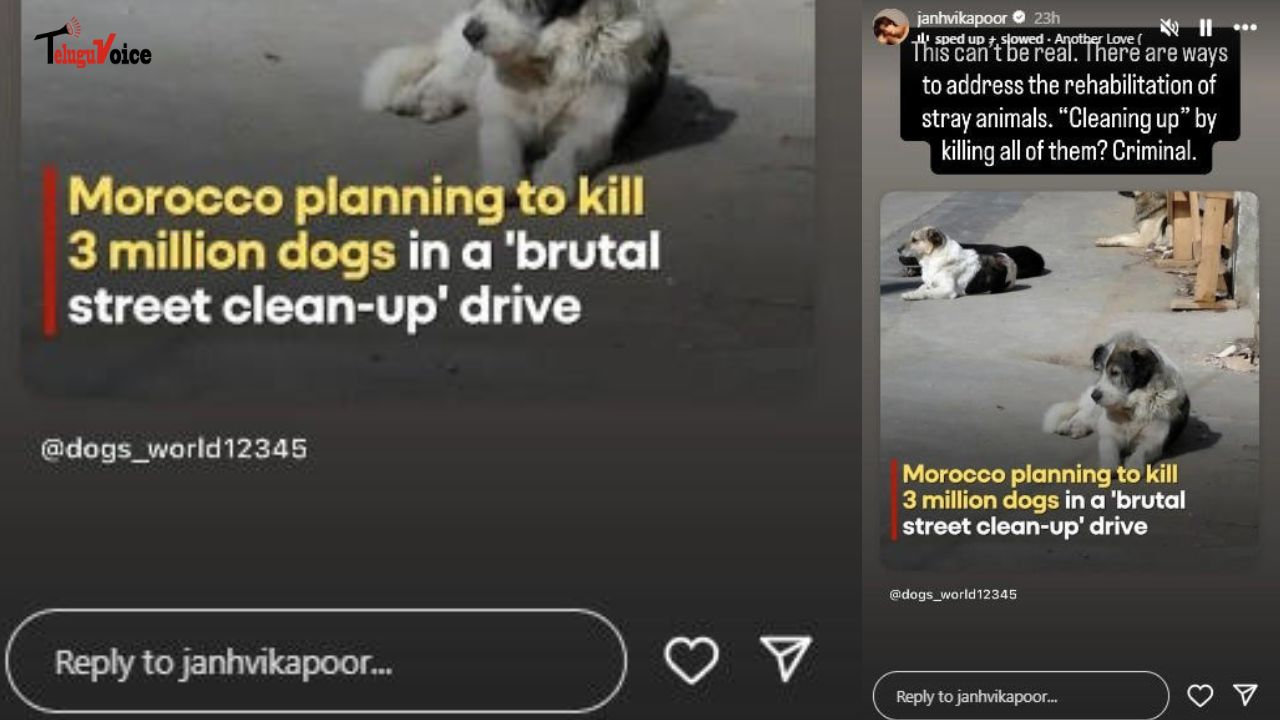 Janhvi Kapoor Slams Morocco Over Planned Mass Killing of Stray Dogs teluguvoice