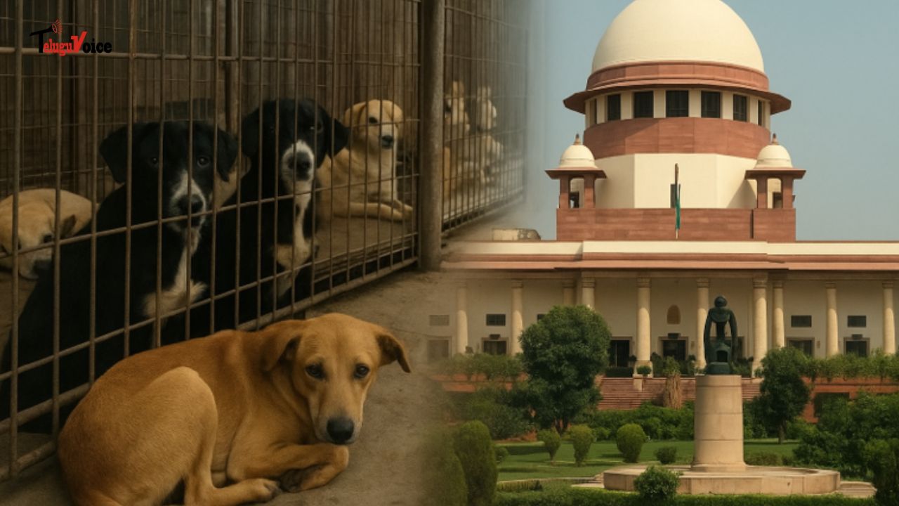 Supreme Court Softens Stance on Stray Dogs, Calls Previous Order “Too Harsh” teluguvoice