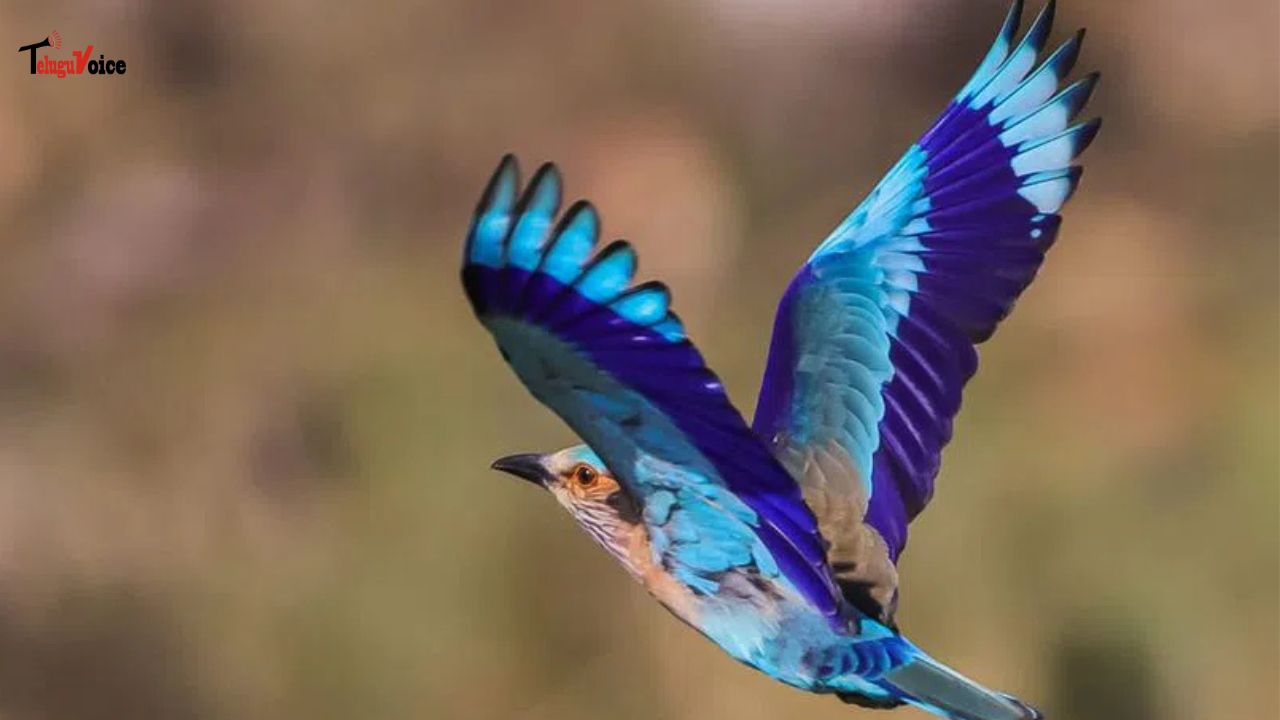 Telangana’s State Bird Palapitta Declared ‘Near Threatened’ as Population Declines teluguvoice
